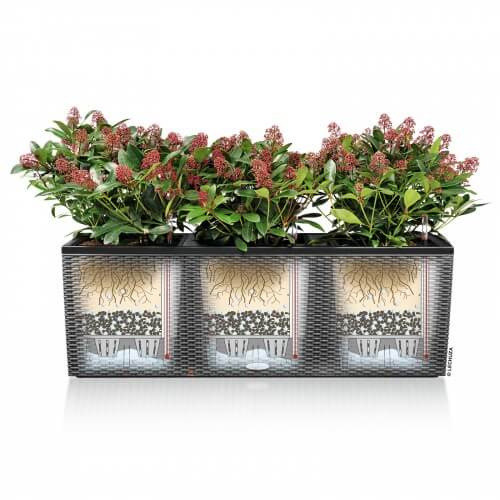 trio-cottage-40-lechuza-self-watering-function